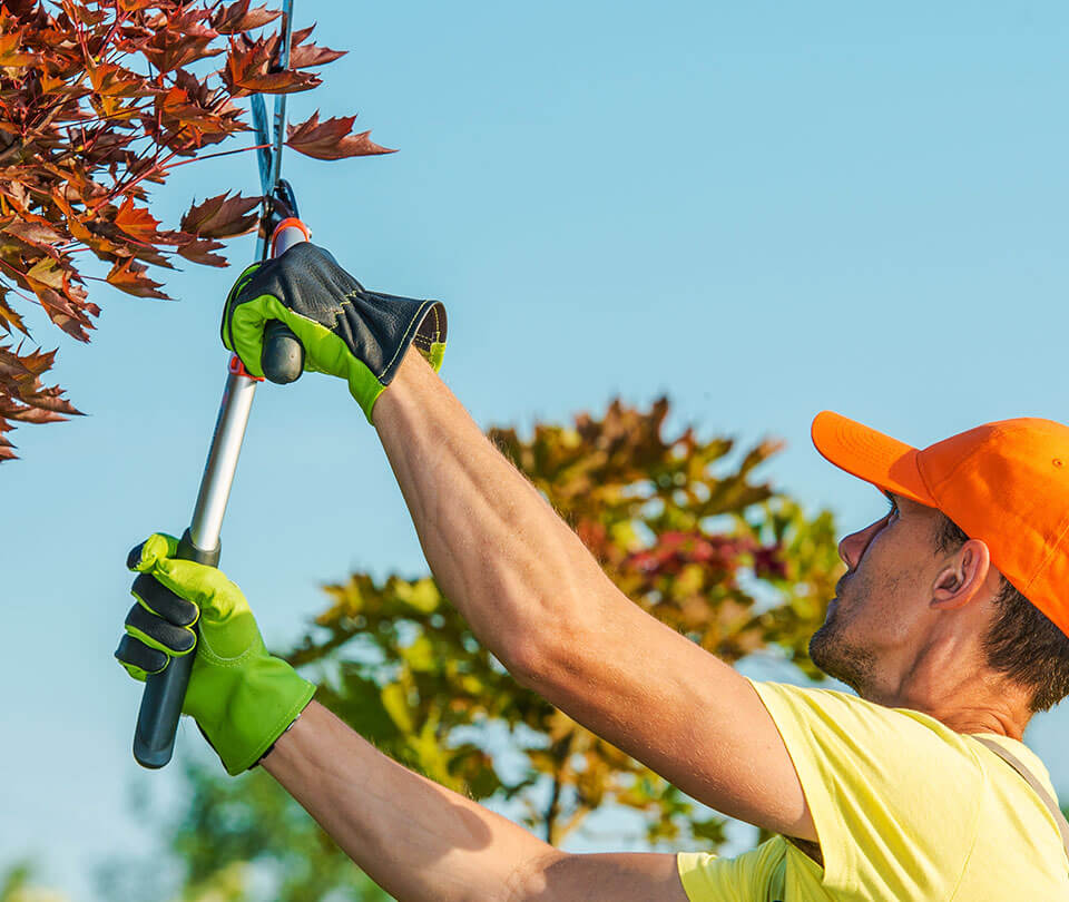 a man using hedge clippers