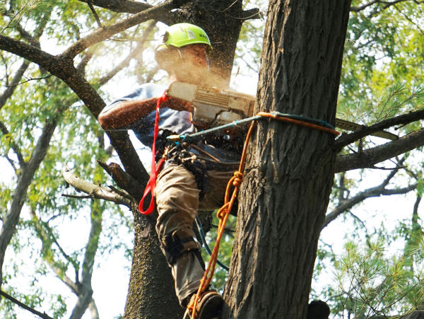 a man cutting a tree with a chainsaw